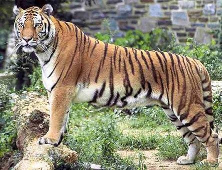  History of sawai madhopur 